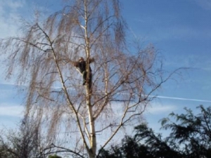 Tree Surgery