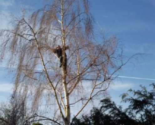 Tree Surgery