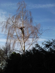 Tree Surgery
