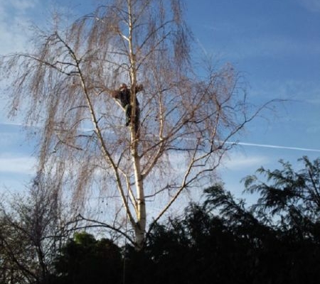 Tree Surgery